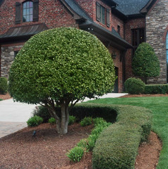 25 Live Nellie R. Stevens Holly Trees – 4–6” Tall – 3” Pot – Evergreen Shrubs