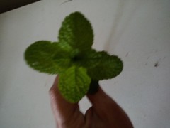 5 Apple Mint/Wooly Mint Plant (Mentha suaveolens) Cuttings-Fresh &Ready To Plant