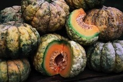 Prescott Fond Blanc Melon 20 – 200 Seeds Cantaloupe Fragrant Flavorful Heirloom