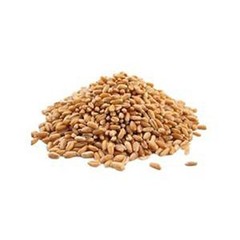 Non-GMO, Hard Red Wheat Grass – Sprouting Sprouts Wheatgrass BROWN