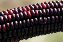 35 BLOODY BUTCHER RED CORN Edible & Ornamental Heirloom Zea Mays Vegetable Seeds