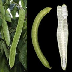 ~PACAY~ Inga Feuillei ICE CREAM BEAN Tropical Fruit Tree Live 5ft potd Plant