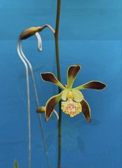 Encyclia alata Fragrant Brown Gold White Yellow Orchid Species 2 Spikes 6” Pot