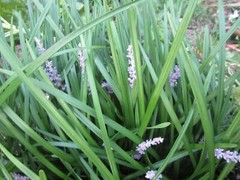 101 LIRIOPE MONKEY GRASS PLANTS -LIRIOPE – PERENNIAL BORDER GRASS – 101 PLANTS