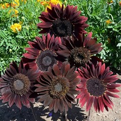 50 Chocolate Cherry Sunflower Seeds – Deep Red to Chocolate Blooms – Stunning!!