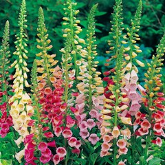 Excelsior Mix Foxglove Seeds | Non-GMO | Free Shipping | Seed Store | 1246