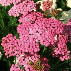 Yarrow Seeds CERISE QUEEN Perennial 36″ CutFlowers Pollinators Non-GMO 500 Seeds