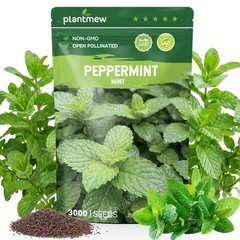 3000 Peppermint Seeds Planting Indoor Outdoor Heirloom Non GMO Herb Garden