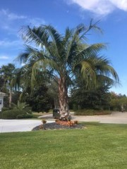Butiagrus Seeds! F1 Hybrid Mule Palm Seeds. Rarely Ever Offered! Cold Hardy!