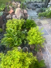 Hosta Christmas 5 live plants, Summer Blooms & Green Variegated Foliage in Shade