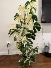 X-Large Monstera Albo 50”+ Plant NYC local pickup EXACT PLANT