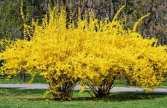 2 Live Lynwood Gold Forsythia Plants – 6–12” Tall – 4” Pot – Flowering Shrub