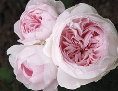 Rose Earth Angel – 5 fresh cuttings, no roots