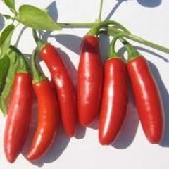 25 SERRANO PEPPER SEEDS ~ heirloomseedguy ~ 2026 ~ NON-GMO