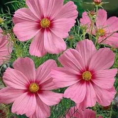 Gloria Cosmos Seeds | 100 – 2,000 Seeds | Non-GMO | Free Shipping | 1224