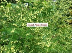 2 grams (approx. 2,000+ seeds) of Artemisia annua, Sweet annie
