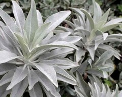 White Sage 20 – 1500 Seeds ORGANIC Herbs Salvia Apiana Medicinal Rare Perennial