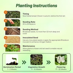 20 LBS – Inoculated Subterranean Bulk Clover Seeds – Trifolium Subterraneum