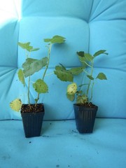 Brown Turkey Fig Tree SMALL ROOTED Starter Plant ~Ficus carica