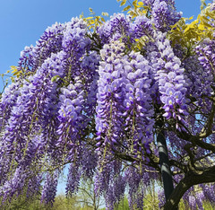2 Live Wisteria Plants (Wisteria sinensis) – 12” Tall – 4” Pot – Flowering Vine