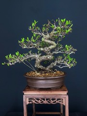 Pyracantha Fruit Bonsai tree (very easy to bear fruit)