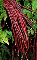 25 Chinese Red Noodle-Yard Long Bean Seeds, NON-GMO, Used often in Asian cooking
