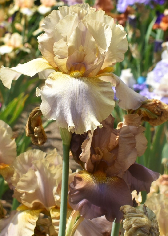 ‚Downtown Brown‘ ‚Tall Bearded Iris Rhizome PRE-SALE to Ship Aug/Sept