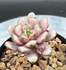 Imported succulent live plant grafted succulent Rare Echeveria Grapes var #444