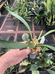 Masdevallia Cheryl Shohan ‚The Babe‘ AM/AOS Easy Grower