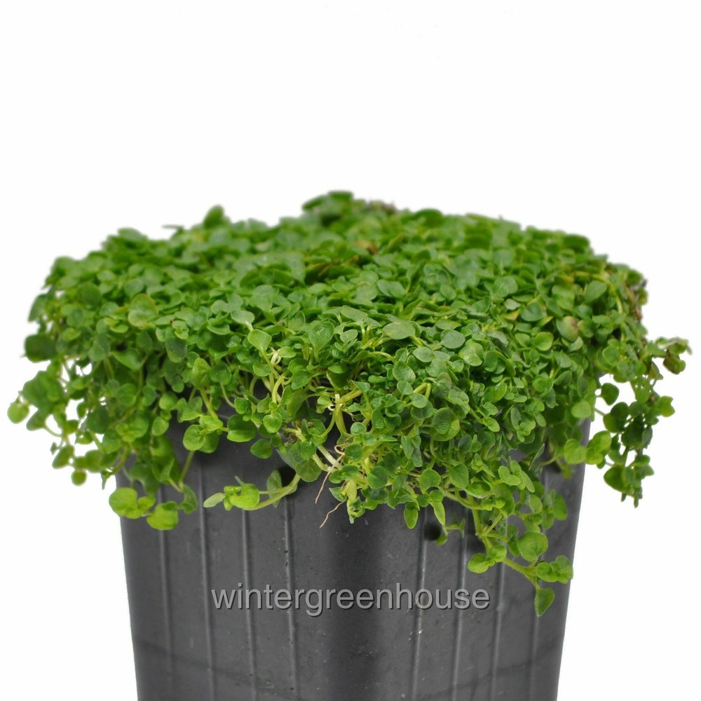 Mentha requienii, Mint Corsican, Container Size: 3″ (2.6×3.5″)