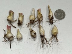 LOVE Double Polianthes Tuberose Bulbs – US Seller