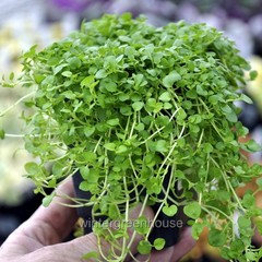 Mentha requienii, Mint Corsican, Container Size: 3″ (2.6×3.5″)