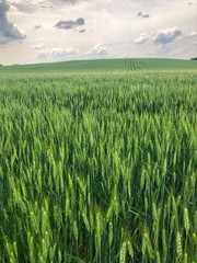 Hard Red Winter Wheat Seeds NON-GMO for planting sprouting fodder storage