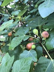 5 Fig Tree Cuttings For Propagation Brown Turkey Easy to Root 6-8 Inches