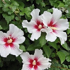 Hibiscus First Editions Bali 1 Potted Plant – Rooted in Quart Pot, Easy to Grow