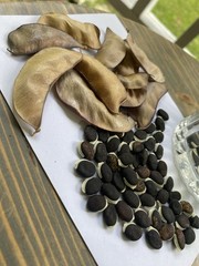 Purple Hyacinth Bean Vine Seeds 15 Pack (Lablab purpureus, Dolichos lablab)