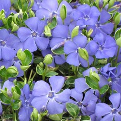 1100+ Perennial Vinca Periwinkle Flower Seed for Planting Outdoor-Non-GMO Hei