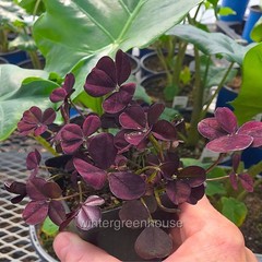 Trifolium Lucky Clover, Coco Mint, Shamrock Clover