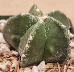 Astrophytum Myriostigma Green With White Marginated Ribs 2″ Wide – Bare Root