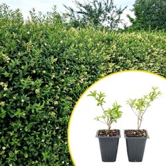 2 Lodense Privet Plants in 3.5″ Cubes, Compact Dwarf Evergreen Shrub (Ligustrum)