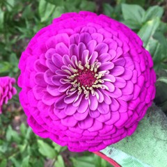 Purple Prince Zinnia Seeds | 50 – 1,000 Seeds | Non-GMO | Free Shipping | 1185