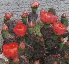 Opuntia basilaris x = Baby Rita Pink Flowers Purple Psds Full Sun 1 Pad