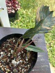 Philodenron Caramel Marble Variegated – Exact Live Plant US Seller – C1