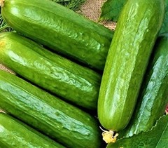 Ashley Long Cucumber Seeds 50 SEEDS NON-GMO –BUY 4 ITEMS FREE SHIPPING