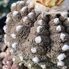 (10) Pack RARE SEEDS Copiapoa Hypogaea v. Barquitensis “Lizard Skin” US SELLER