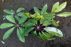 30 Schefflera actinophylla Houseplant Seeds