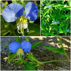 15 Spiderwort Day Lily Plants, Wandering Jew Blue, Very Easy To Grow, Outdoor