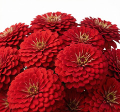 Zinnia Benary’s Giant DEEP RED Cut Flower Garden 4-6″ Blooms Non-GMO 25 Seeds