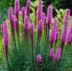 GAYFEATHER FLOWER SEEDS 100+ Liatris spicata purple PERENNIAL wildflower GARDEN