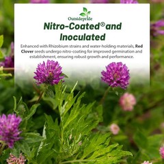 High Yield Red Clover Seeds – 10 lbs. for Companion Planting